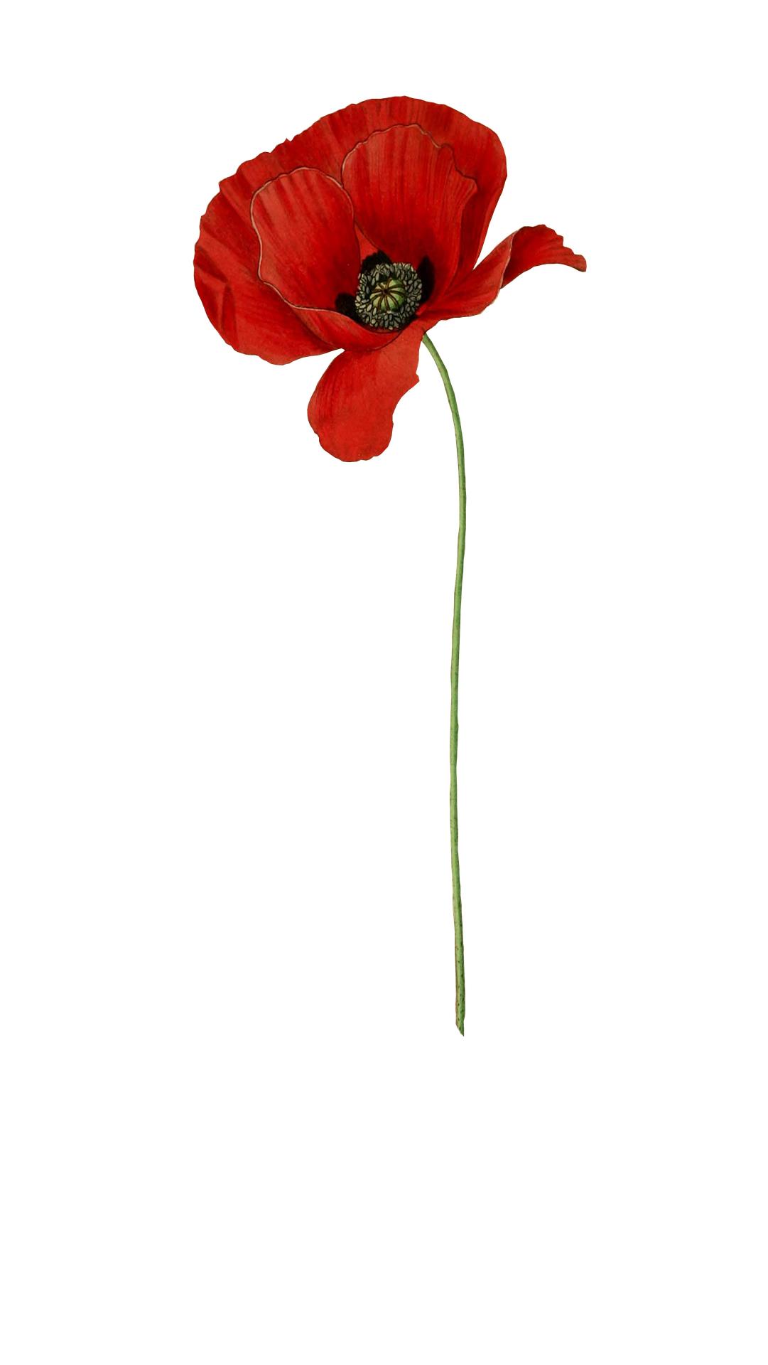poppy